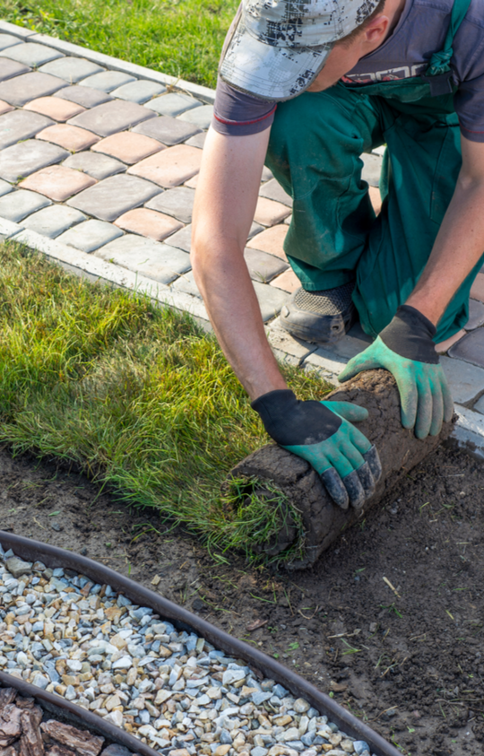 Landscaper carefully unrolling fresh sod onto prepared soil near a stone walkway, highlighting professional sod installation services in Etowah, NC.