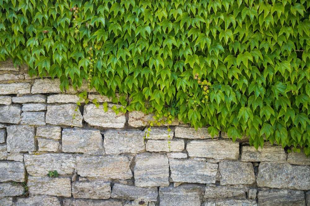 Beautiful stone wall covered partially with vibrant green ivy, showcasing expert masonry services in Etowah, NC, perfect for enhancing outdoor aesthetics and durability.