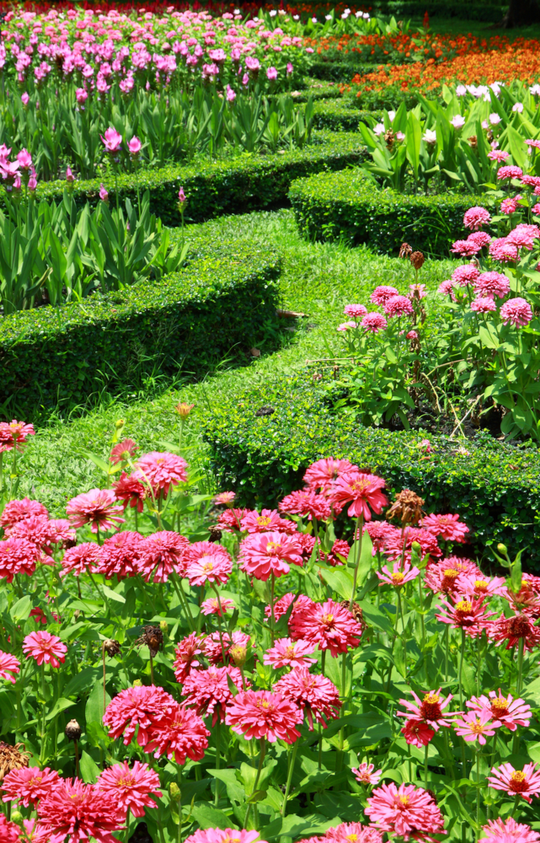 A beautifully designed garden with vibrant pink and red flowers, neatly trimmed hedges, and lush greenery, highlighting expert landscape design services in Etowah, NC.